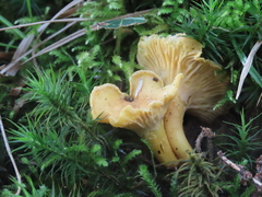 Cantharellus cibarius