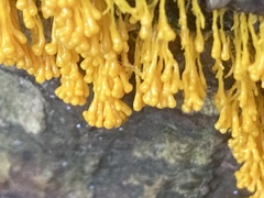 Badhamia utricularis