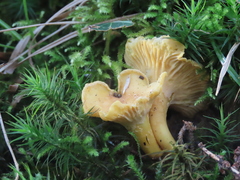 Cantharellus cibarius