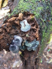 Gerronema waikanaense