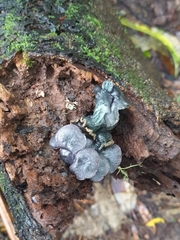 Gerronema waikanaense