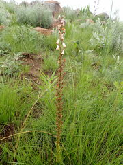 Disa aconitoides