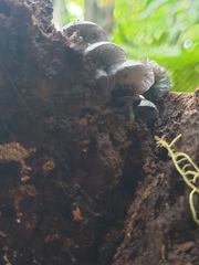 Gerronema waikanaense