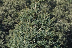 Abies pinsapo