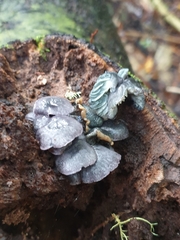 Gerronema waikanaense