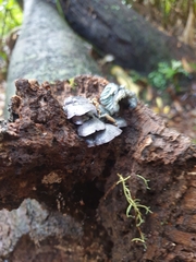 Gerronema waikanaense