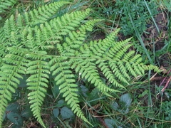Dryopteris dilatata