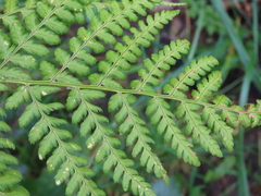 Dryopteris dilatata