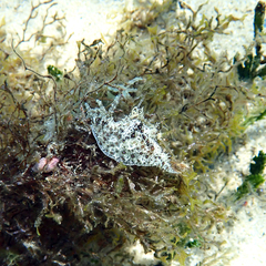 Stylocheilus striatus