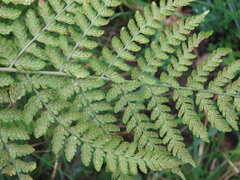 Dryopteris dilatata