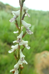 Disa aconitoides
