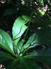 Bocquillonia brevipes