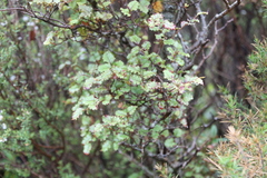 Nothofagus fusca
