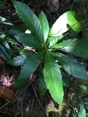 Bocquillonia brevipes