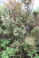 Nothofagus fusca