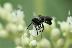 Callomegachile