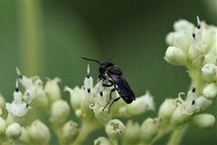 Callomegachile