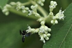 Callomegachile