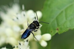 Callomegachile