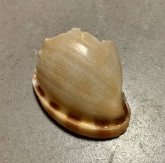 Phalium bandatum