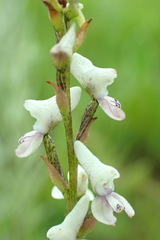 Disa aconitoides