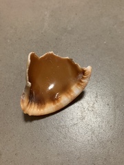 Phalium bandatum