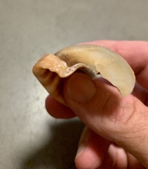 Phalium bandatum