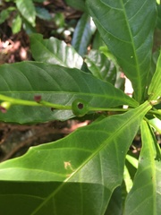 Bocquillonia brevipes