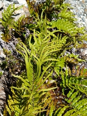 Blechnum montanum