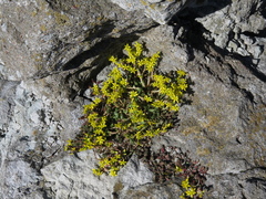 Sedum acre