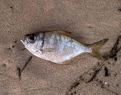 Schuettea scalaripinnis