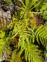 Blechnum montanum