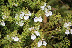 Euphrasia cuneata