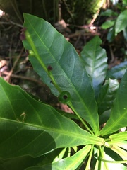 Bocquillonia brevipes