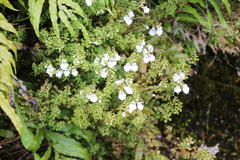 Euphrasia cuneata