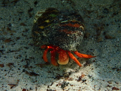 Paguristes frontalis