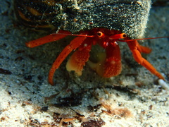 Paguristes frontalis