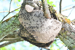 Ropalidia sumatrae