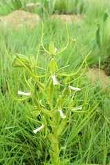 Habenaria clavata