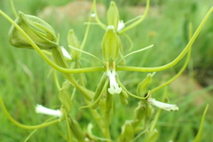 Habenaria clavata