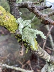 Ramalina fraxinea