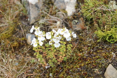 Euphrasia cuneata