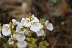 Euphrasia cuneata