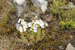 Euphrasia cuneata