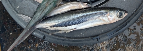 Sutton's flyingfish (Cheilopogon suttoni) — Exocoetidae — 3