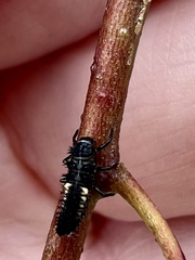 Harmonia axyridis