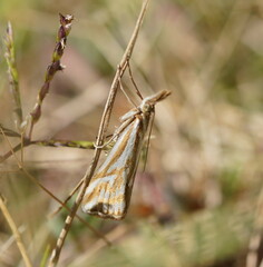Hednota pleniferellus