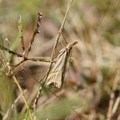 Hednota pleniferellus