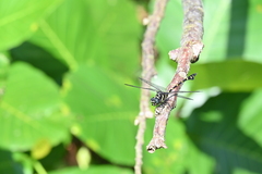 Ictinogomphus decoratus