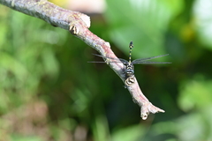 Ictinogomphus decoratus
